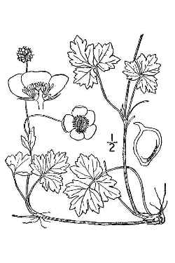 Creeping Buttercup(Ranunculus repens)