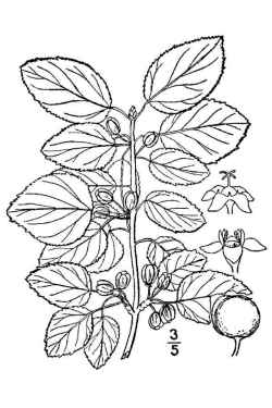 Common Buckthorn
Common Buckthorn(Rhamnus cathartica)