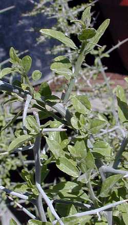 Gray Thorn, Lotebush, Texas Buckthorn(Ziziphus obtusifolia)