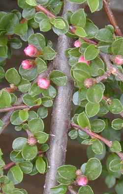 Creeping Cotoneaster(Cotoneaster adpressus)