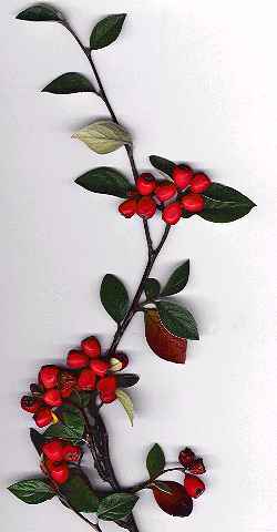 Silverleaf Cotoneaster(Cotoneaster pannosus)