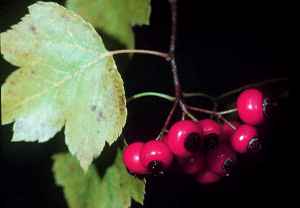 Washington  Hawthorn(Crataegus phaenopyrum)