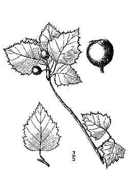 Washington  Hawthorn(Crataegus phaenopyrum)