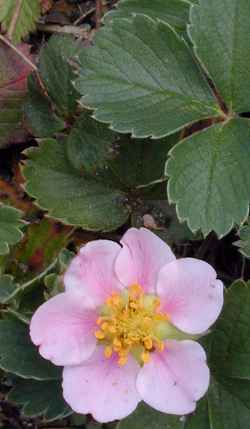 Strawberry 'Pink Panda'(Fragaria frel)