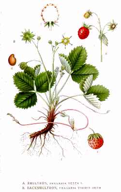 Woodland Strawberry, California Strawberry(Fragaria vesca)