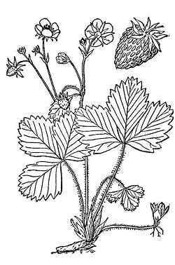 Woodland Strawberry, California Strawberry(Fragaria vesca)