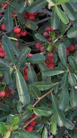 Santa Cruz Pyracantha(Pyracantha koidzumii 'Santa Cruz')