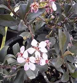 Indian Hawthorn(Rhaphiolepis indica)