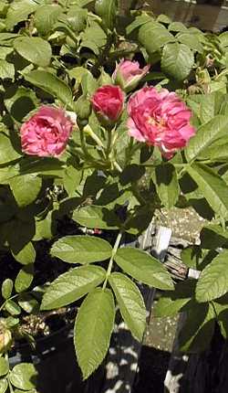 Rugosa Rose, Sea Tomato(Rosa rugosa)