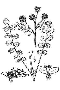 Small Burnet, Salad Burnet, Pimpinell(Sanguisorba minor ssp. muricata )