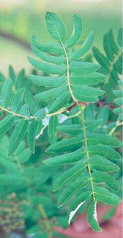 European Mountain Ash, Rowan(Sorbus aucuparia)