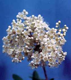 European Mountain Ash, Rowan(Sorbus aucuparia)