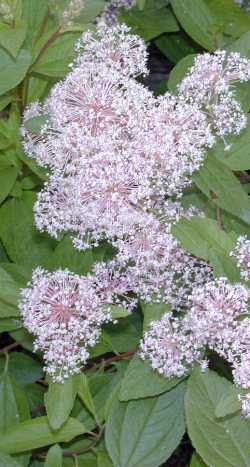 Japanese spirea 'Anthony'(Spiraea japonica)