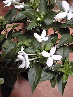 (Bouvardia longiflora)