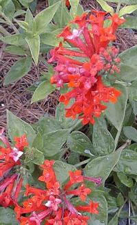 Scarlet bourvardia, Trumpetilla(Bouvardia ternifolia)