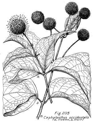 Button Bush(Cephalanthus occidentalis)