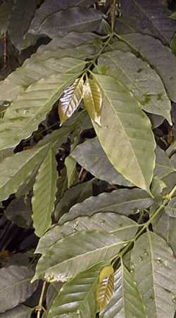 Coffee Plant(Coffea arabica)