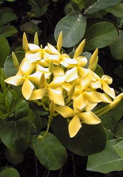 Ixora, Flame Of The Wood, Jungle Flame(Ixora coccinea)