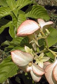 (Mussaenda erythrophylla)