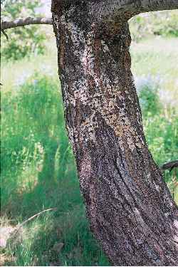 White Poplar, Silverleaf Poplar(Populus alba)