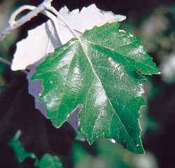 White Poplar, Silverleaf Poplar(Populus alba)