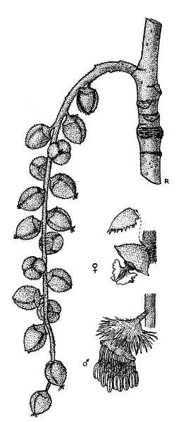 Black Cottonwood(Populus balsamifera ssp. trichocarpa )