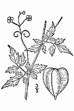 Love in a Puff, Balloon Vine(Cardiospermum halicacabum)