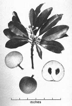 Sapodilla, Nispero(Manilkara zapota)