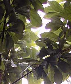 Mamey Sapote(Pouteria sapota)