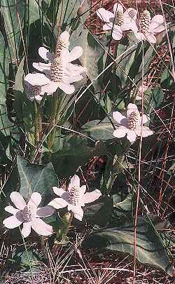 Yerba Mansa, Lizard Tail(Anemopsis californica)