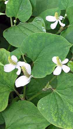 Chameleon Plant(Houttuynia cordata)