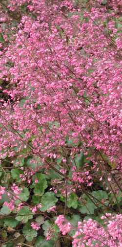 (Heuchera 'Wendy')