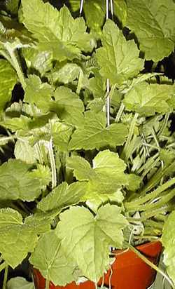 Youth on Age, Piggyback Plant(Tolmiea menziesii)