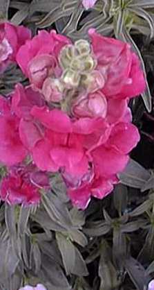 Snapdragon(Antirrhinum majus)