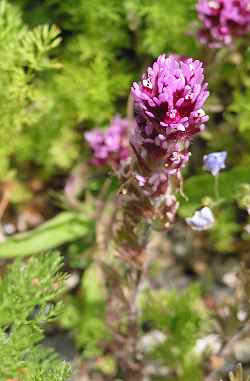 Purple owl's clover, Exserted Indian Paintbrush(Castilleja exserta)