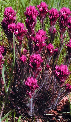 Purple owl's clover, Exserted Indian Paintbrush(Castilleja exserta)