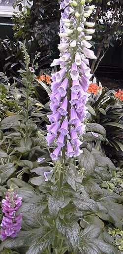 Foxglove(Digitalis purpurea)