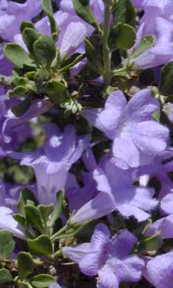 Chihuahuan Sage, Cenizo(Leucophyllum laevigatum)