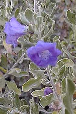 Braue River Sage, Rio Bravo Ranger(Leucophyllum langmaniae)