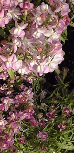 Toadflax, Baby snapdragon(Linaria maroccana)