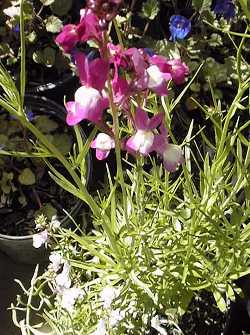 Toadflax, Baby snapdragon(Linaria maroccana)