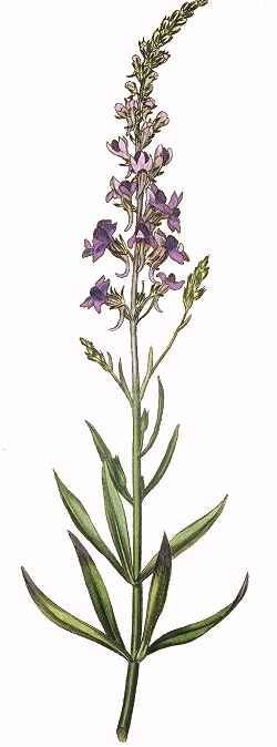 Purple Toadflax(Linaria purpurea)