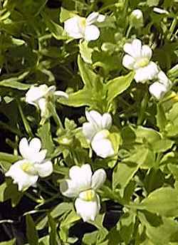 Compact Innocence(Nemesia fruticans)