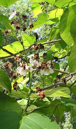 Princess tree, Royal Paulownia(Paulownia tomentosa)