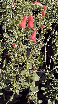 Rock Penstemon, Baccharis-Leaf Penstemon(Penstemon baccharifolius)