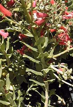 Rock Penstemon, Baccharis-Leaf Penstemon(Penstemon baccharifolius)