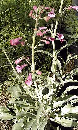 Parry's Penstemon(Penstemon parryi)