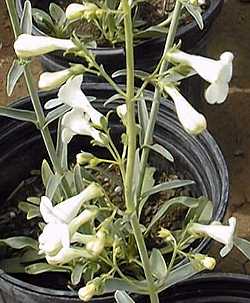 Parry's Penstemon(Penstemon parryi)