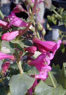 Desert Beard Tongue, Canyon Penstemon(Penstemon pseudospectabilis)