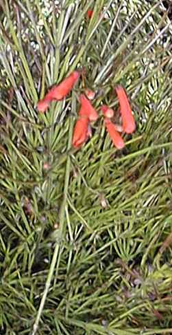 Coral Fountain(Russelia equisetiformis)